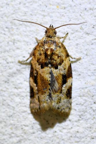 Réf. 328 602 : Argyrotaenia ljungiana